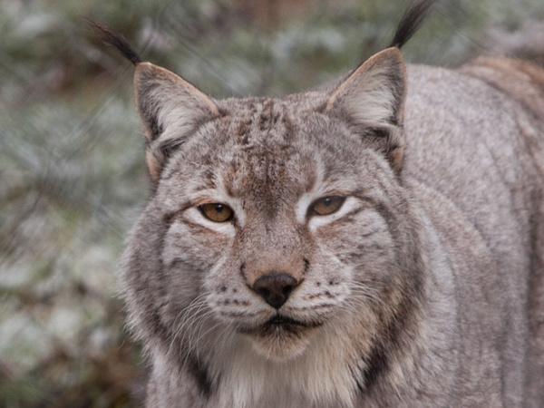 Wildkatze im Schwarzwaldzoo, Bildquelle: Pixabay 