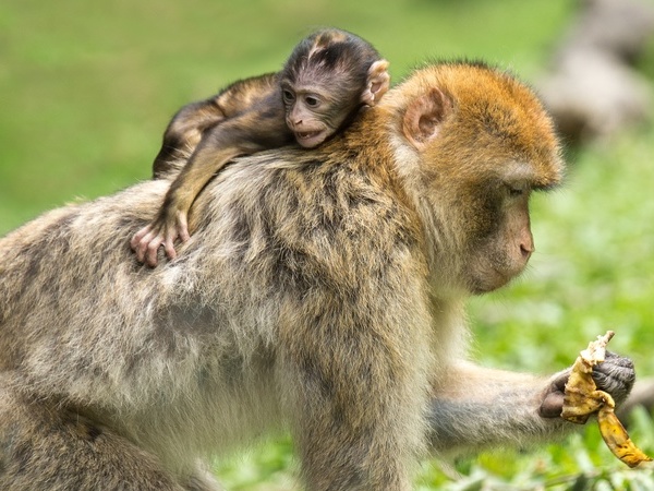 Symbolbild Affen auf dem Affenberg, Bildquelle: Michael Schwarzenberger / Pixabay