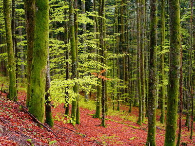 zum Pressebildarchiv ("Frühling in der Schwarzwaldregion Belchen") Beispielsbild aus der Kategorie "Frühling in der Schwarzwaldregion Belchen" unseres Pressebildarchivs