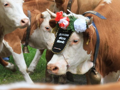 &copy; Werner Steiger