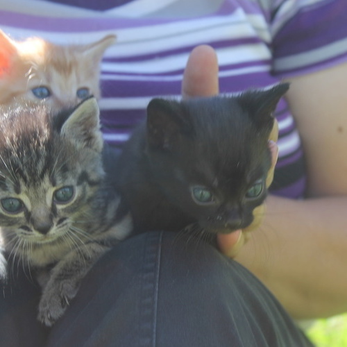 Kleine K&auml;tzle - 