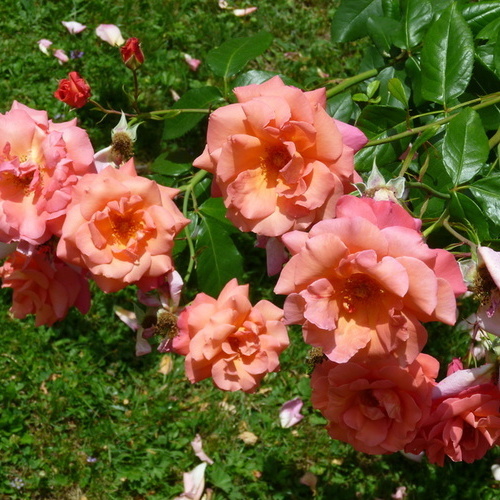 Rosenstrauch beim geschützten Terrassenfreisitz - Rosenstrauch beim geschützten Terrassenfreisitz -