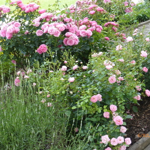 Blick aus der Ferienwohnung auf Rosensträucher - Blick aus der Ferienwohnung auf Rosensträucher -
