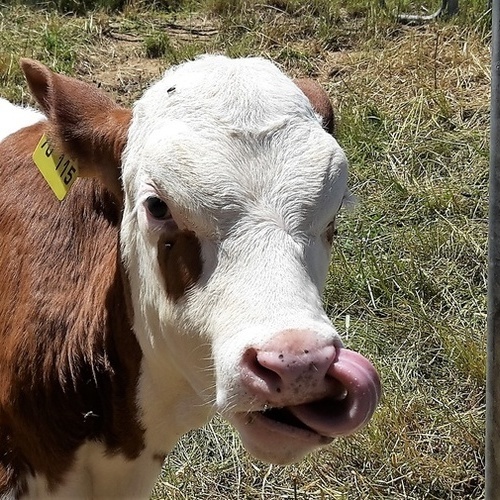 Unsere K&auml;lber freuen sich &uuml;ber Streicheleinheiten. - 