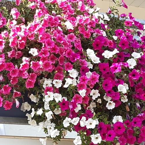 Balkonblumen in pink und weiß - Balkonblumen in pink und weiß -